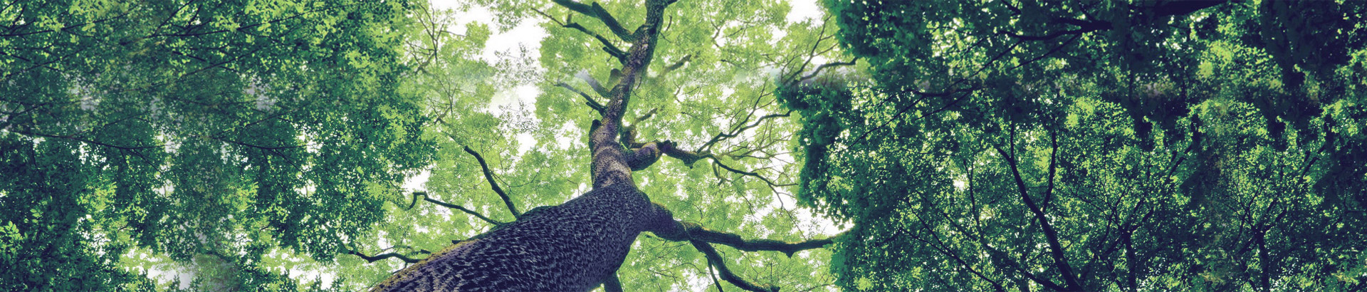 深圳市榕树投资管理有限公司 深圳市榕树投资管理有限公司
